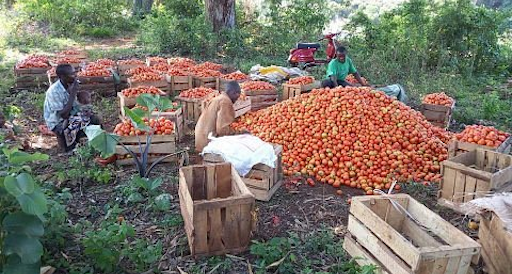 Regenerative Farm